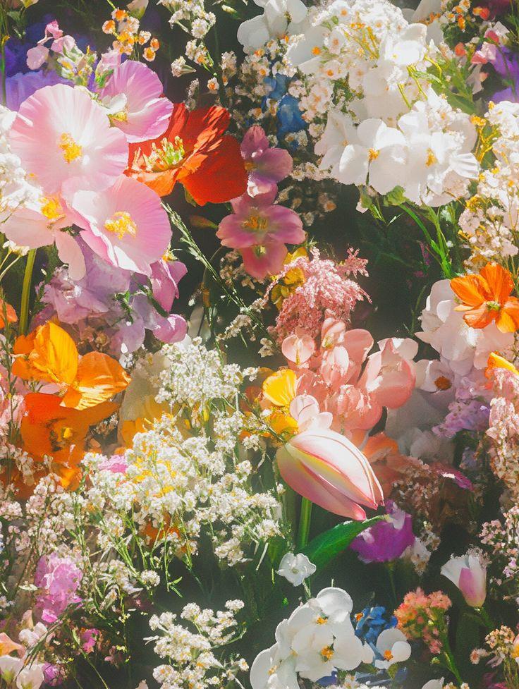 Mystical Meadow Dream Collection